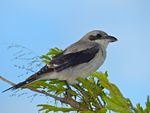 Lesser Grey Shrike (Lanius minor) juvenile (14030798652).jpg