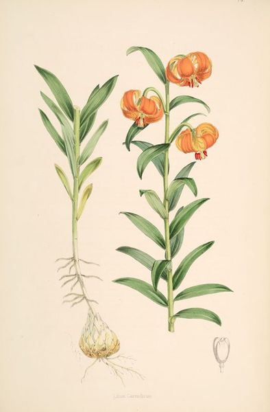 ملف:Lilium carniolicum.jpg