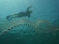 Salps arranged in chains form huge swarms.[9]