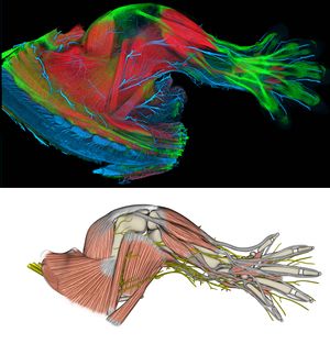 صورة للجهاز العضلي الهيكلي لفأر.jpg