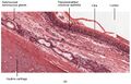 Second cross-section of pseudostratified columnar epithelium