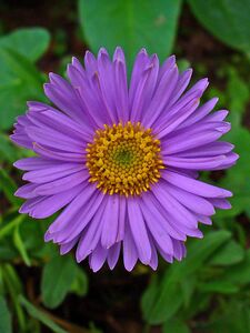 The Aster alpinus, or alpine aster, is native to the European mountains, including the Alps, while a subspecies is found in Canada and the United States.