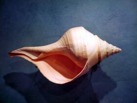 The sea snail Syrinx aruanus has a shell up to 91 cm long, the largest of any living gastropod.