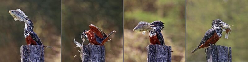 ملف:Giant kingfisher (Megaceryle maxima) female composite.jpg