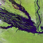 Satellite image of a wide river and smaller meandering tributaries running through a light green landscape.