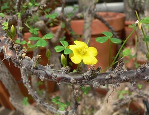 Oxalis gigantea 1.jpg