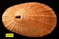 The limpet Diodora italica from the Pliocene of Cyprus.