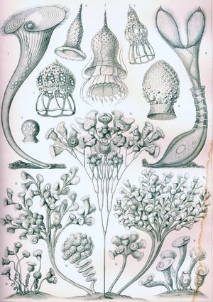 Haeckel Ciliata.jpg