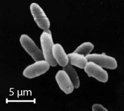Halobacteria, found in water near saturated with salt, are now recognised as archaea.
