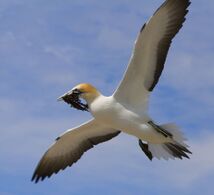 Gannets "divebomb" at high speed