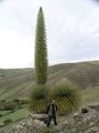 نبات پويا رايموندي مقارنة بطول رجل بالغ