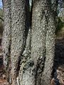 Acacia auriculiformis Bark