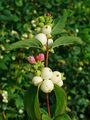 Symphoricarpos albus 003.JPG