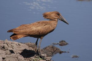 Hamerkop 2073025044.jpg