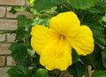 A Yellow Hibiscus from Houston.