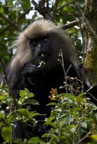 The endemic Nilgiri langur is endangered