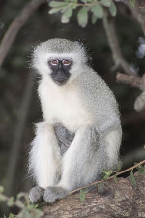 Vervet monkey Krugersdorp game reserve (5657678441).jpg