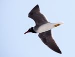 White-eyed gull at the Red Sea 2.jpg
