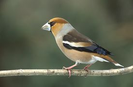 Hawfinch (Coccothraustes coccothraustes), one of the Holarctic grosbeaks