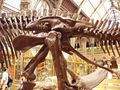 Edmontosaurus pelvis (showing ornithischian structure – left side)