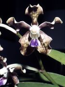 Vanda tessellata, one of the orchids found in Odisha[58]