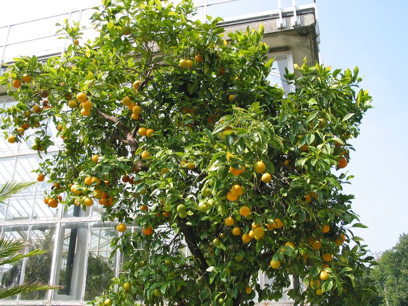 ملف:Citrus sinensis JPG01.jpg