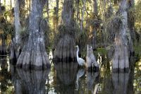 Everglades National Park cypress.jpg