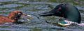 Common loon feeding its young