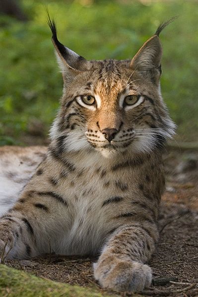 ملف:Lynx lynx poing.jpg
