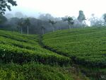 Tea plantations in Wewalthalawa