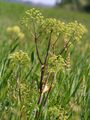 Angelica archangelica subsp. litoralis, habitus, flowering near the Baltic Sea, Photo by Kristian Peters