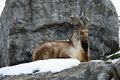 Markhor