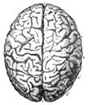 PSM V26 D768 Brain of gauss.jpg