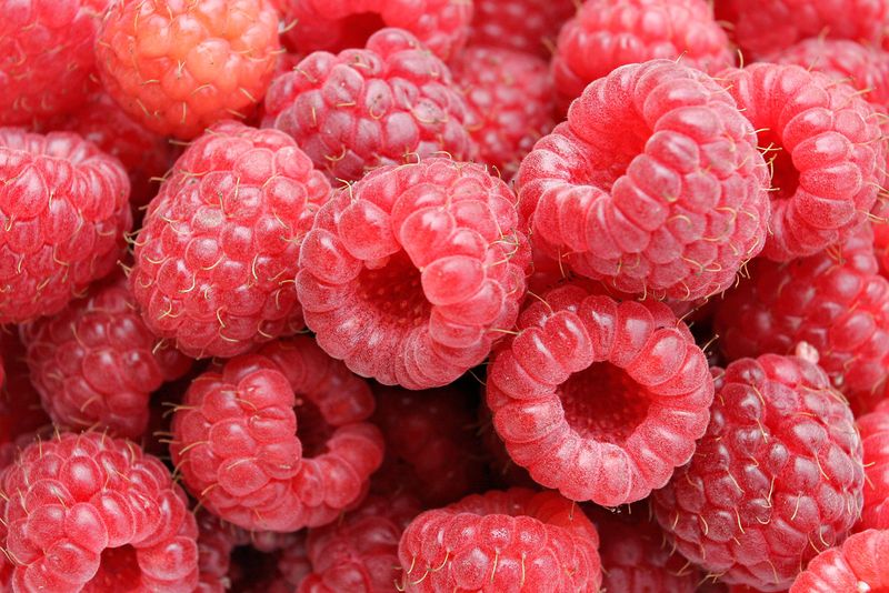 ملف:Raspberries05.jpg
