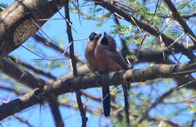 Two black-cheeked waxbills sitting in a tree
