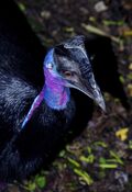 Casuarius bennetti Drwarf Cassowary Papua New Guinea by Nick Hobgood.jpg