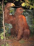 Reconstruction of giant ground sloth based on Megalonyx jeffersonii, Iowa Museum of Natural History