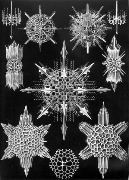 ملف:Haeckel Acanthophracta.jpg