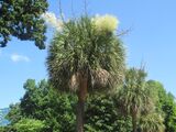 S. palmetto growing near the South Carolina state capitol in Columbia