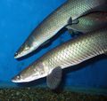 Arapaima leptosoma at the zoo (sea aquarium) in Sevastopol