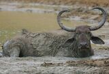 Flickr - Rainbirder - Water Buffalo.jpg