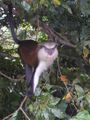Feral mona monkey on Grenada