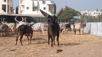 Kankrej bull with large horns