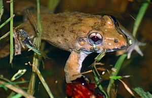 Crab-eating Frog (Fejervarya cancrivora) (14136245104).jpg