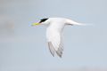 Little tern in flight showing the forked tail