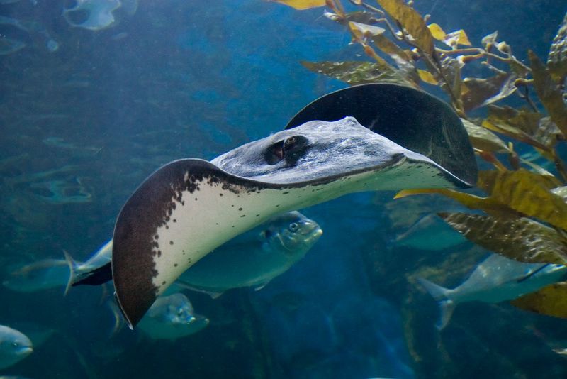 ملف:Sting ray - melbounre aquarium.jpg