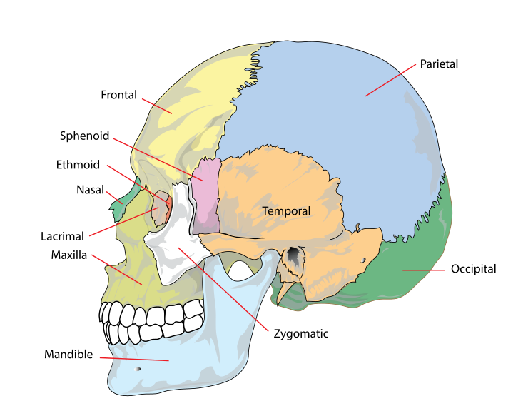 ملف:Human skull side simplified (bones).svg