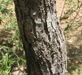 Acacia estrophiolataBark