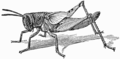 Nymph of Locust Schistocerca americana with distinct wing-rudiments