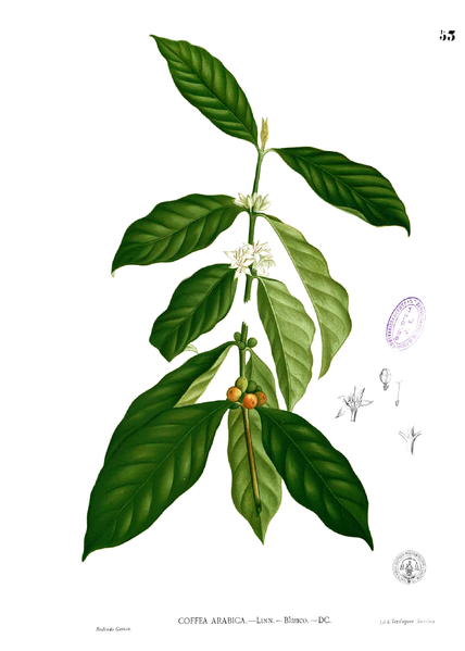 ملف:Coffea arabica Blanco1.53.png